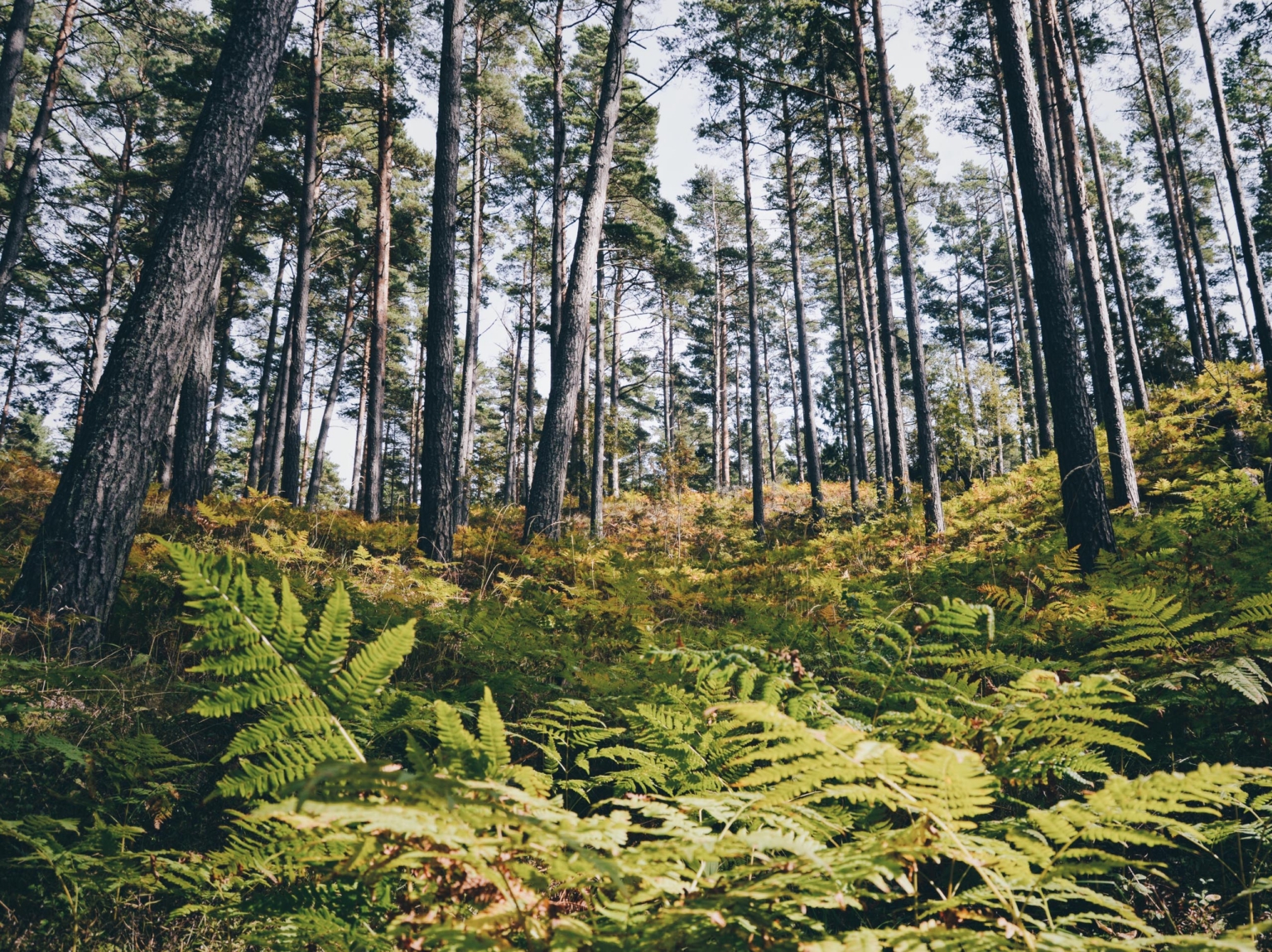 foret des landes de gascogne fougeres pin maritime