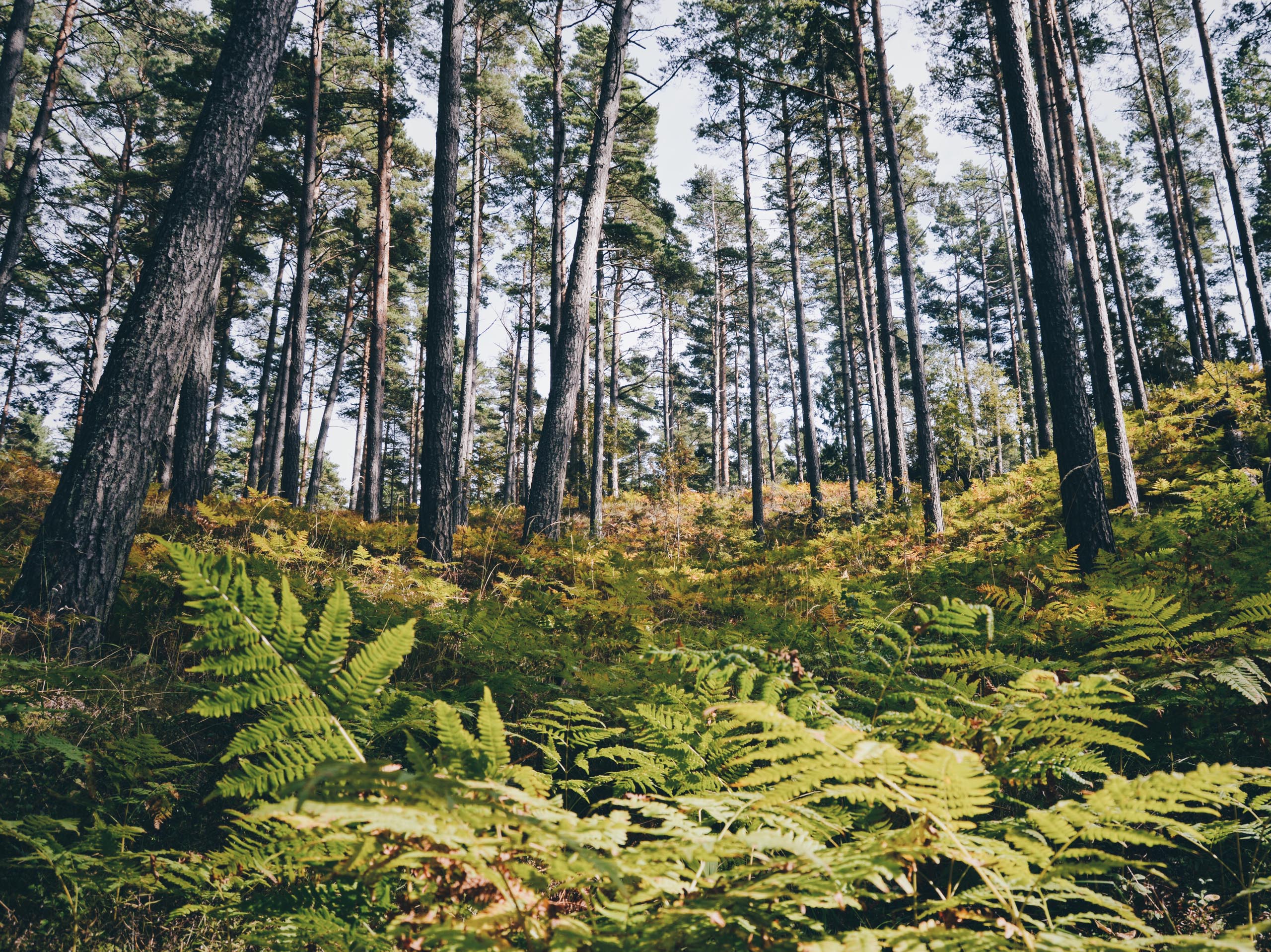 foret des landes de gascogne fougeres pin maritime
